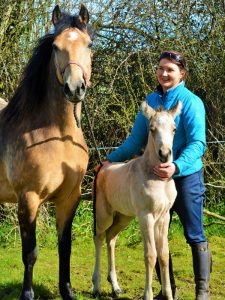 irish foals