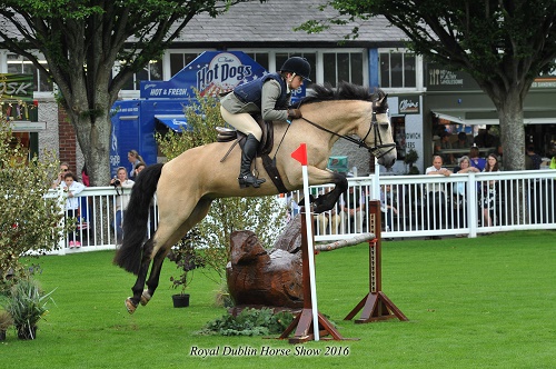 Castleside Maguire Connemara performance ponies