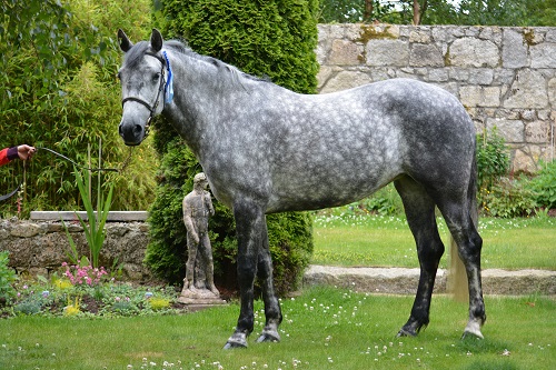 Kilmore Mirah Connemara Performance Ponies