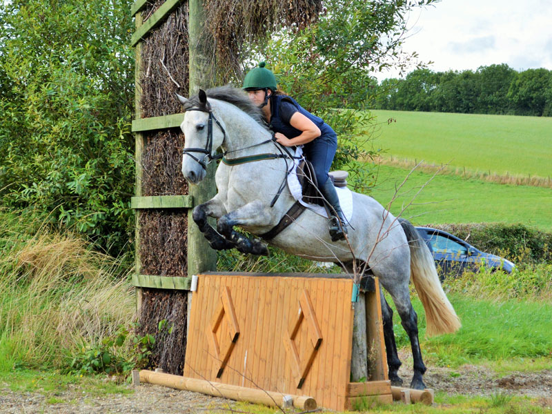 jumping pony breeds